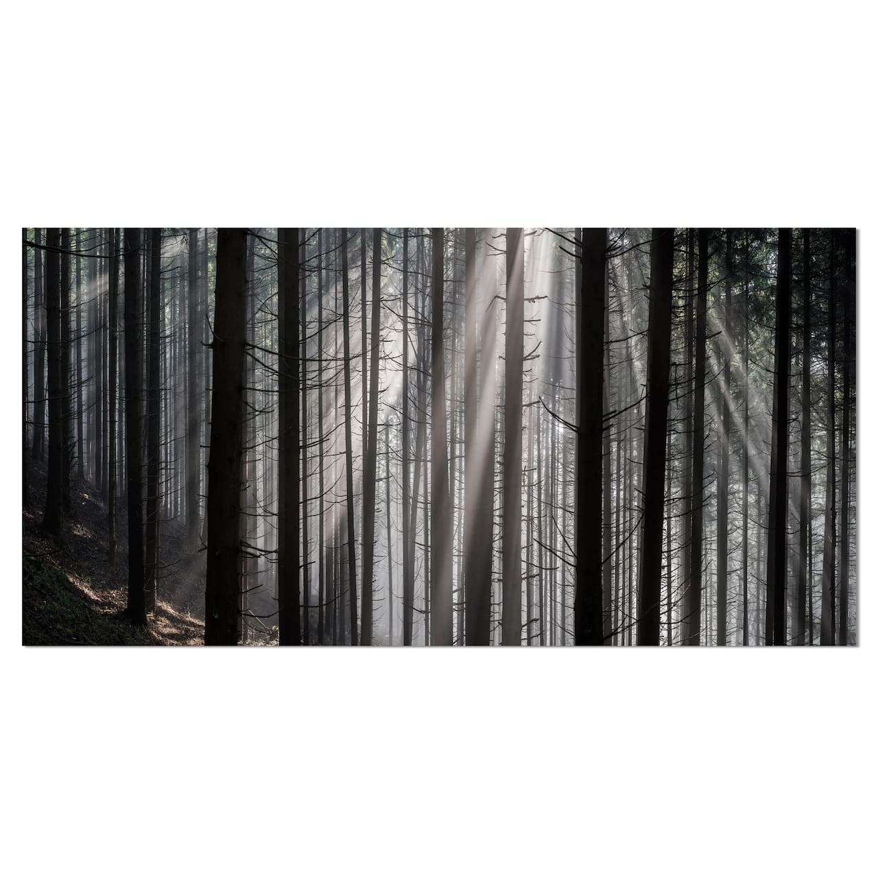 Designart - Sunbeams Peeking Through Dark Forest - Forest Canvas Art Print
